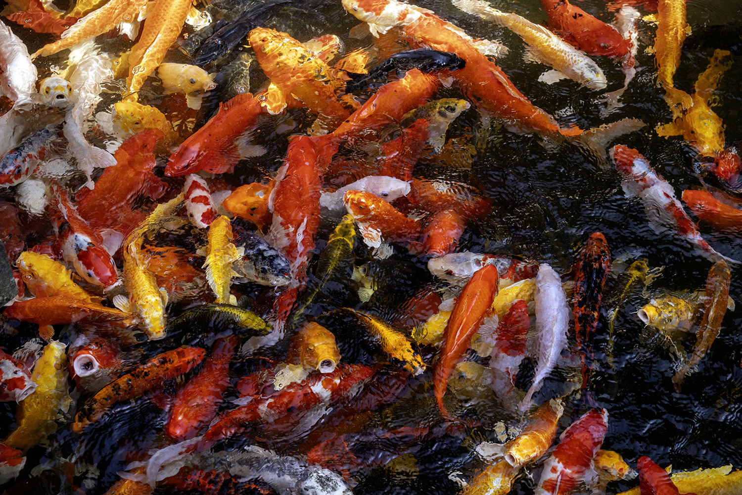 Aurélie Rivière, photographe professionnelle à l'Ile de la Réunion