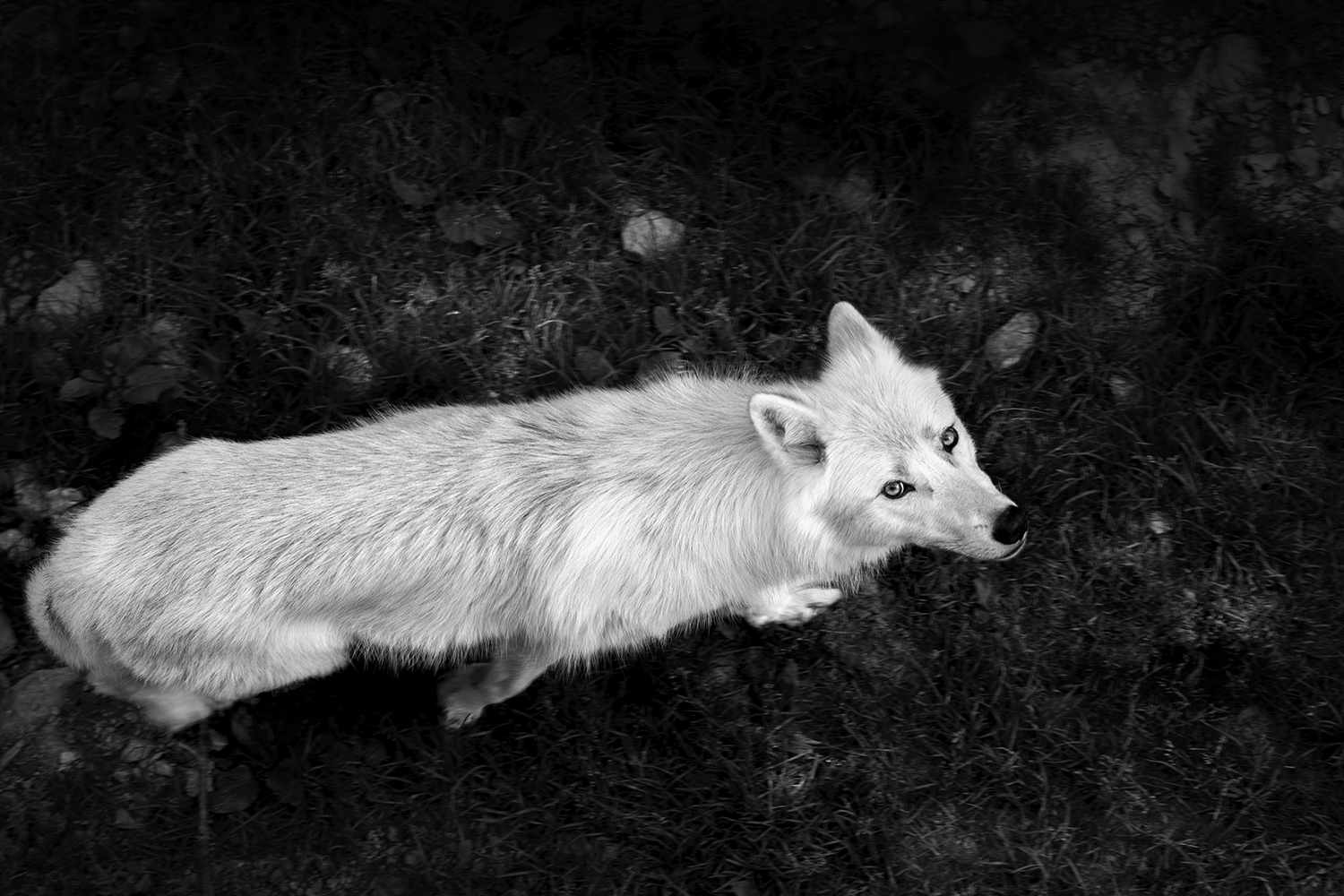 Portrait animaux par Aurélie Rivière, photographe professionnelle à l'Ile de la Réunion