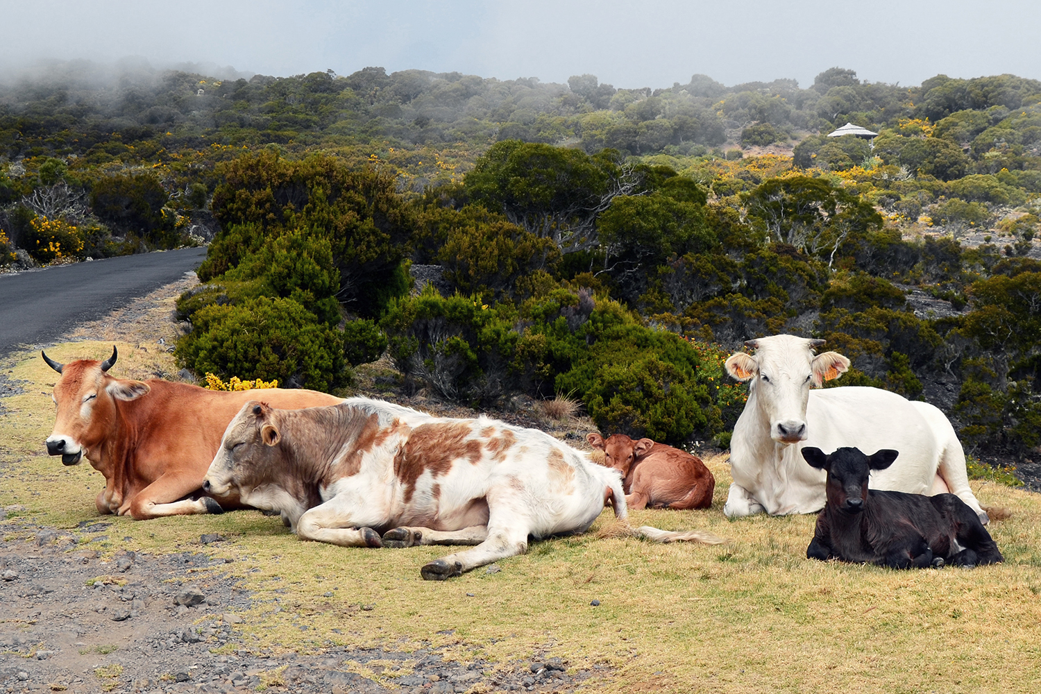 Portrait animaux par Aurélie Rivière, photographe professionnelle à l'Ile de la Réunion