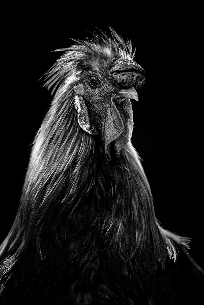 Portrait animaux par Aurélie Rivière, photographe professionnelle à l'Ile de la Réunion