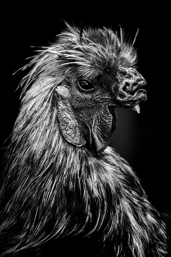 Portrait animaux par Aurélie Rivière, photographe professionnelle à l'Ile de la Réunion