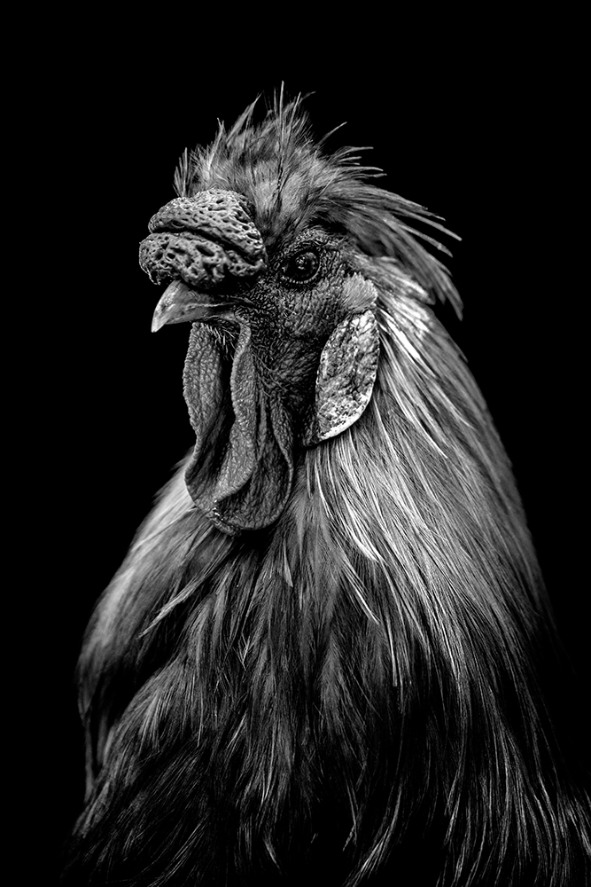 Portrait animaux par Aurélie Rivière, photographe professionnelle à l'Ile de la Réunion