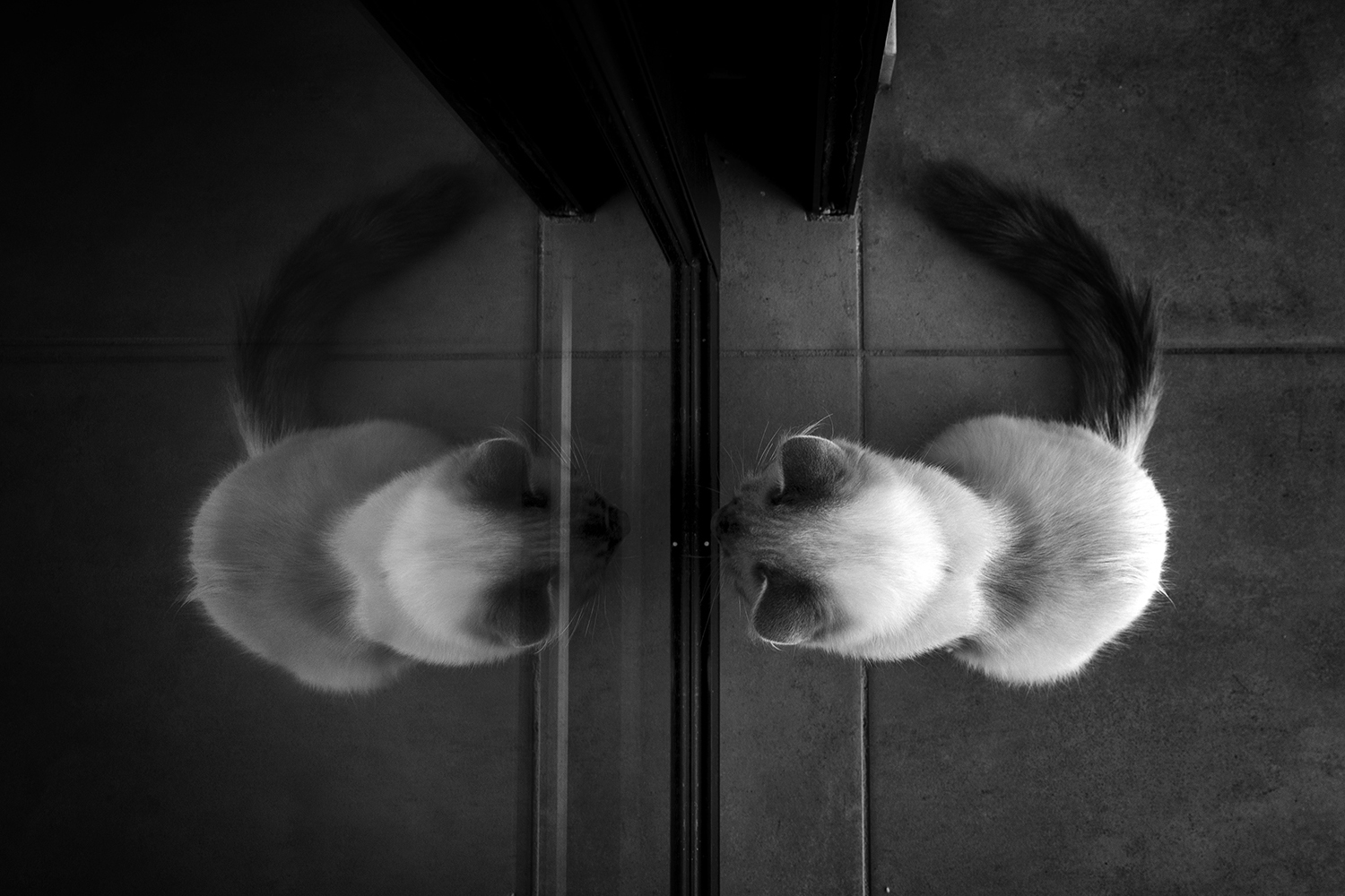 Portrait animaux par Aurélie Rivière, photographe professionnelle à l'Ile de la Réunion