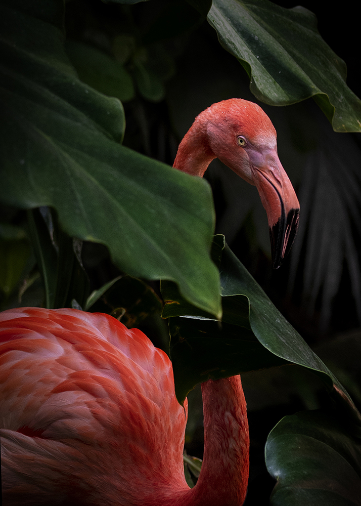Portrait animaux par Aurélie Rivière, photographe professionnelle à l'Ile de la Réunion