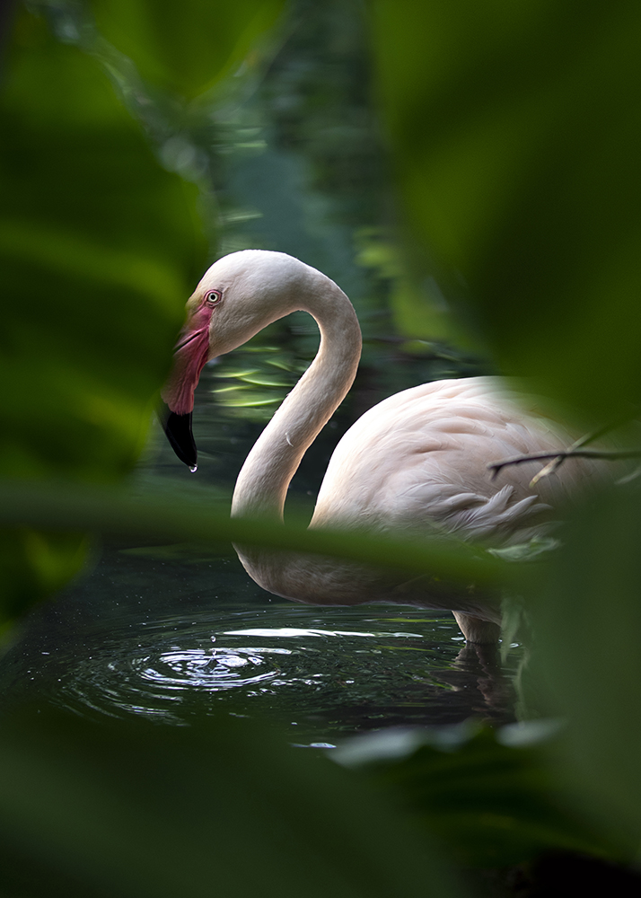 Portrait animaux par Aurélie Rivière, photographe professionnelle à l'Ile de la Réunion