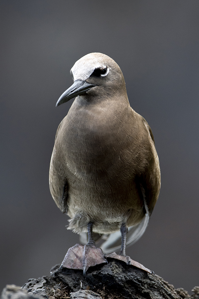Portrait animaux par Aurélie Rivière, photographe professionnelle à l'Ile de la Réunion