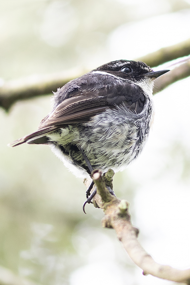 Portrait animaux par Aurélie Rivière, photographe professionnelle à l'Ile de la Réunion