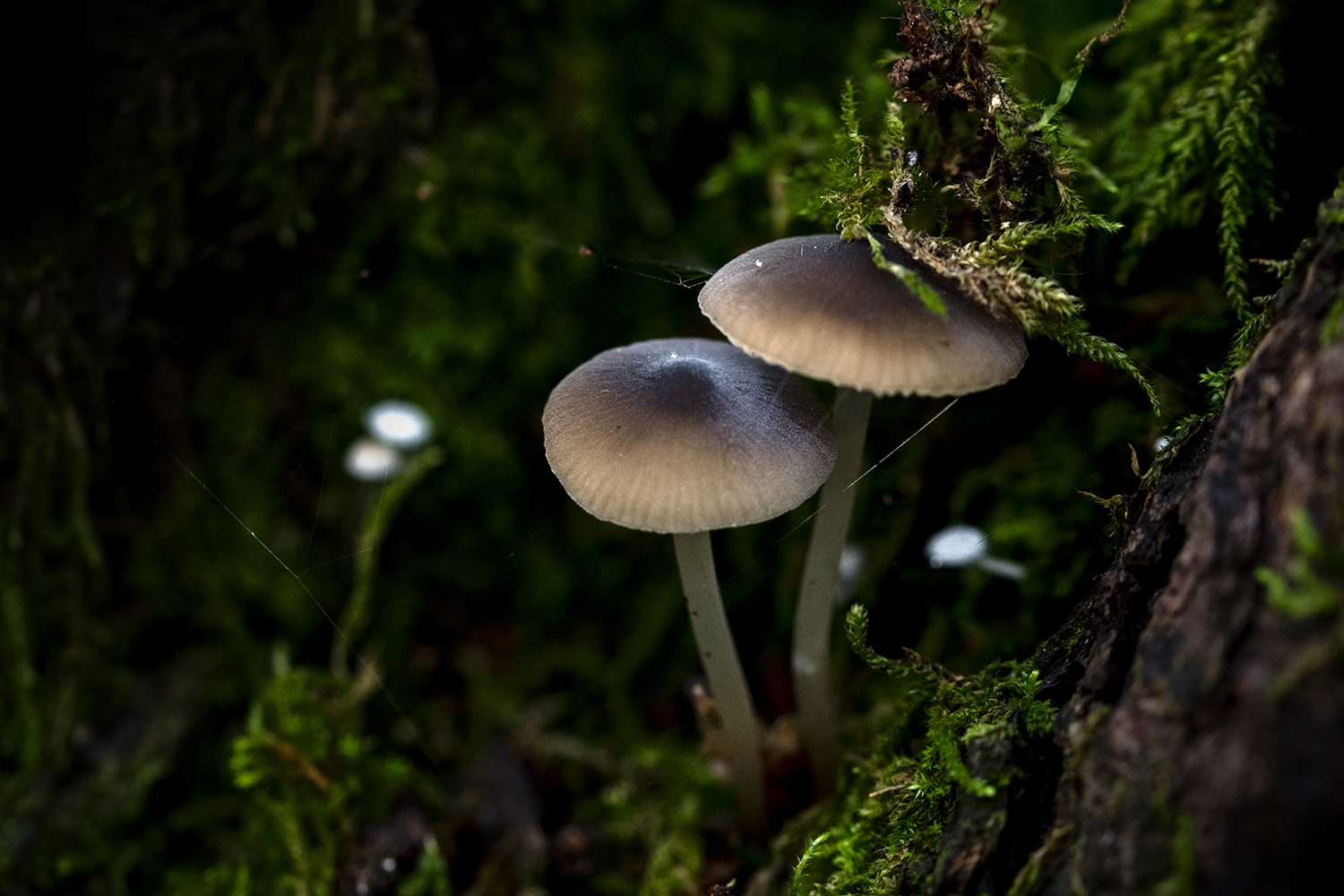 Aurélie Rivière, photographe professionnelle à l'Ile de la Réunion