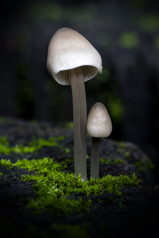 Aurélie Rivière, photographe professionnelle à l'Ile de la Réunion