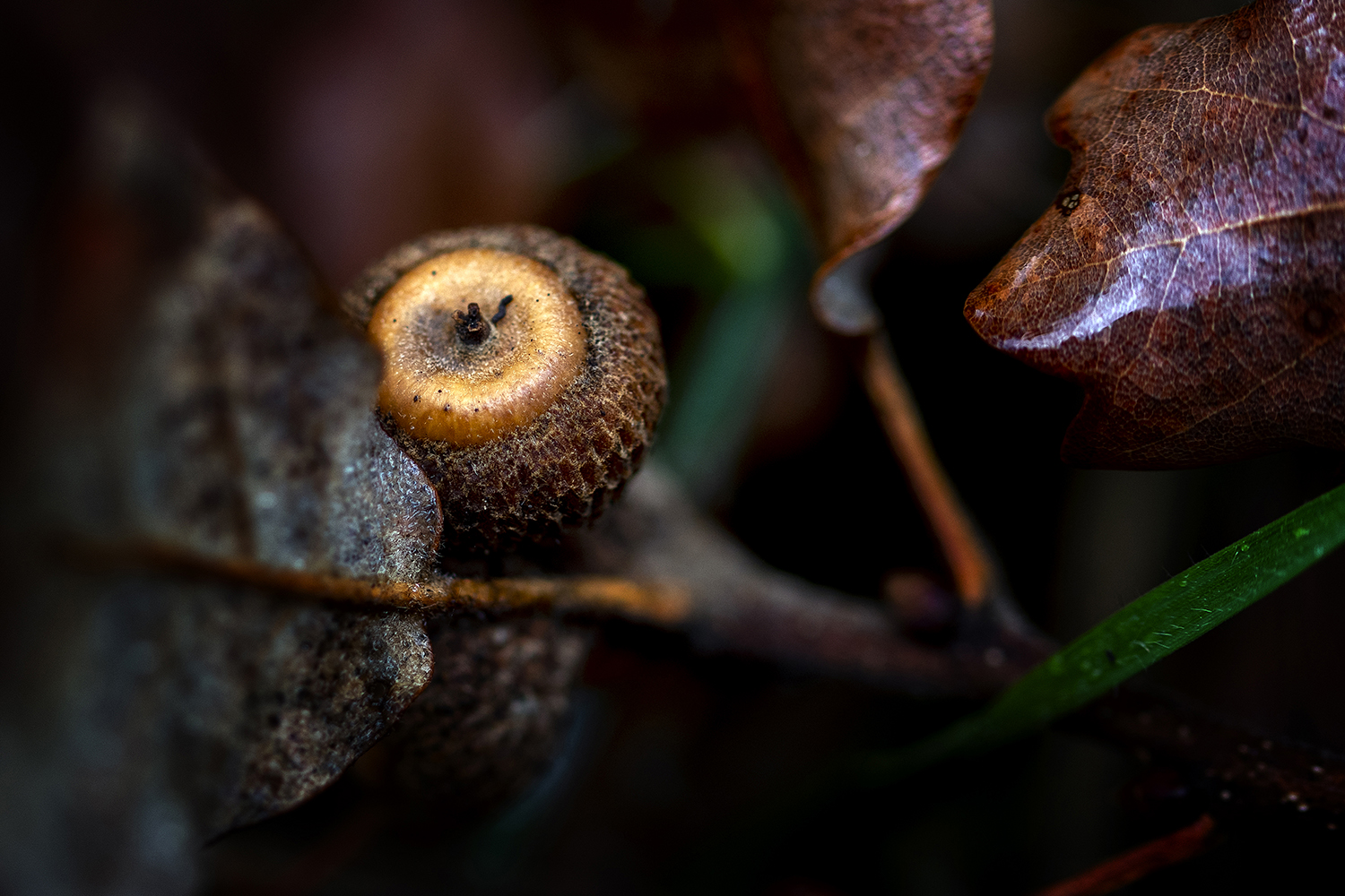 Aurélie Rivière, photographe professionnelle à l'Ile de la Réunion