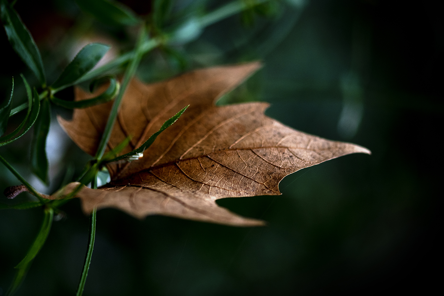 Aurélie Rivière, photographe professionnelle à l'Ile de la Réunion