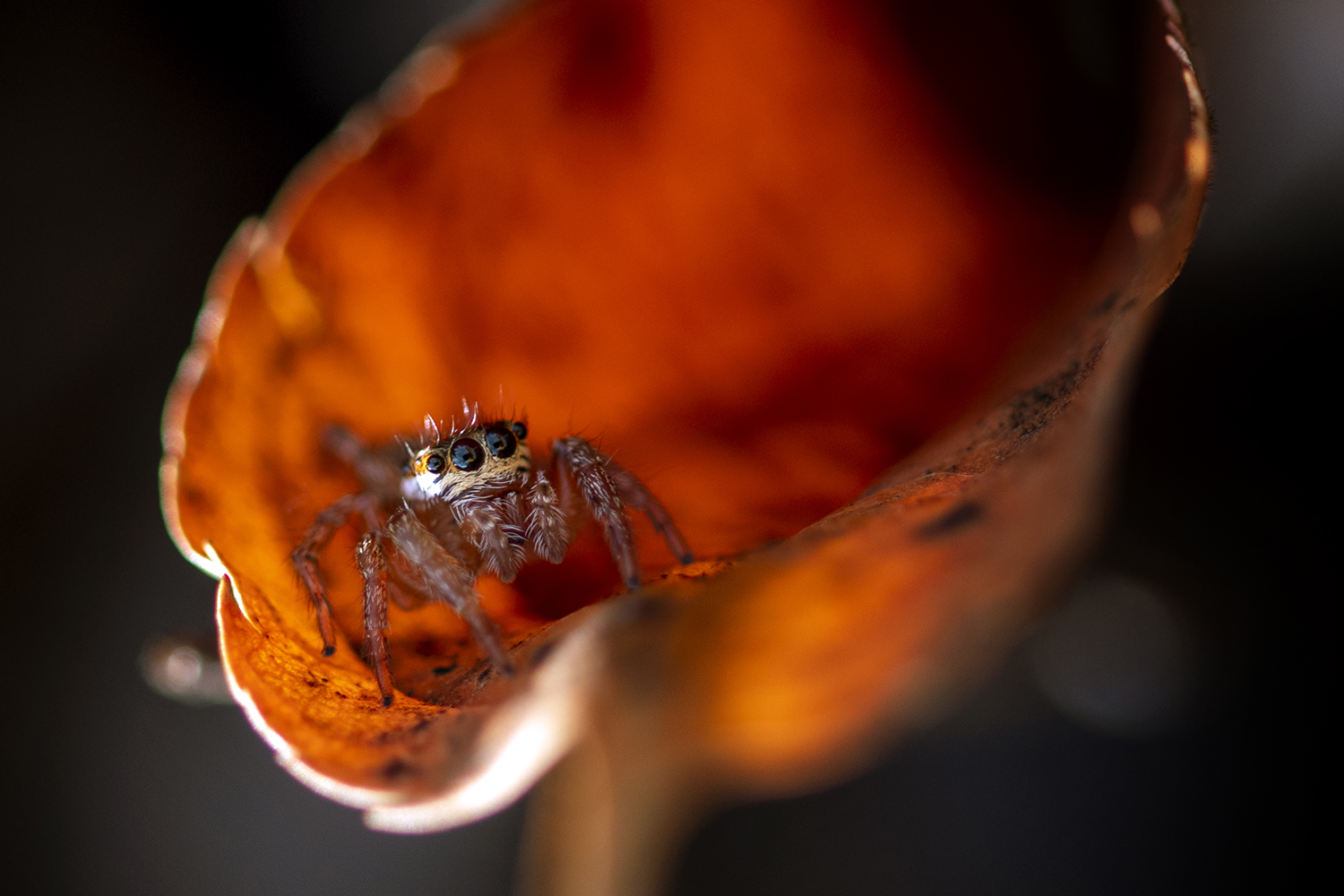 Photographie par Aurélie Rivière, photographe professionnelle à l'Ile de la Réunion