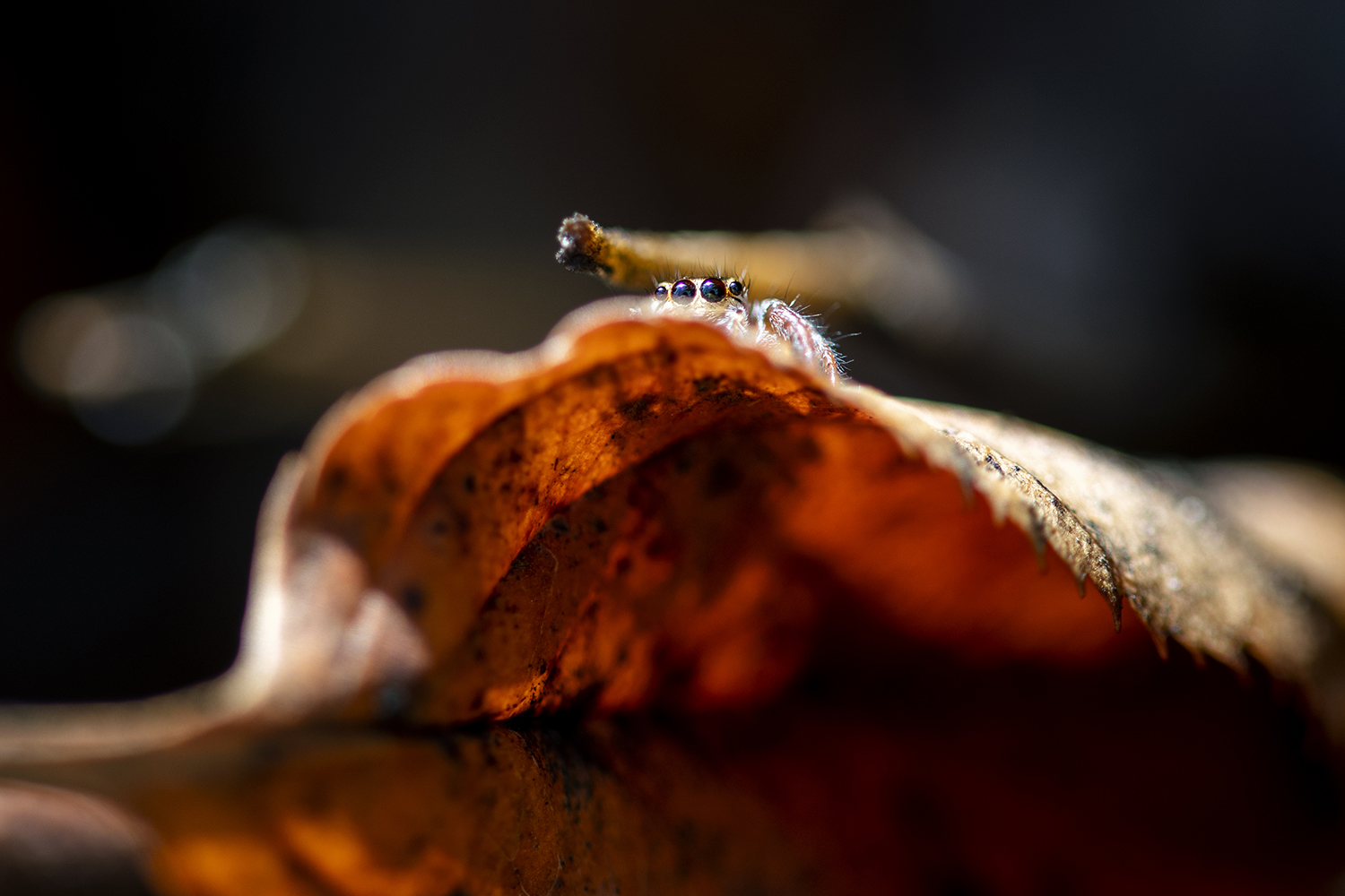 Photographie par Aurélie Rivière, photographe professionnelle à l'Ile de la Réunion
