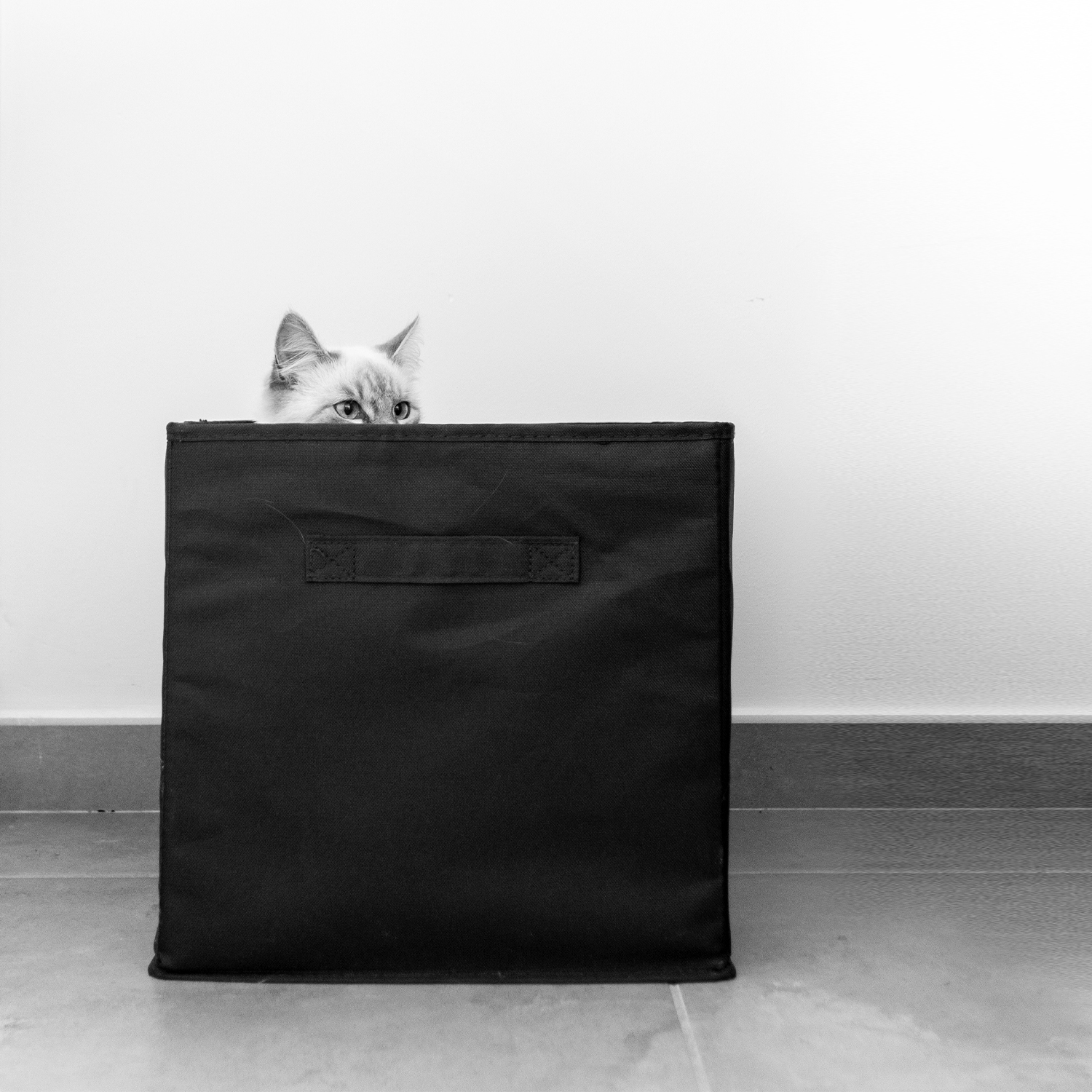 Portrait animaux par Aurélie Rivière, photographe professionnelle à l'Ile de la Réunion