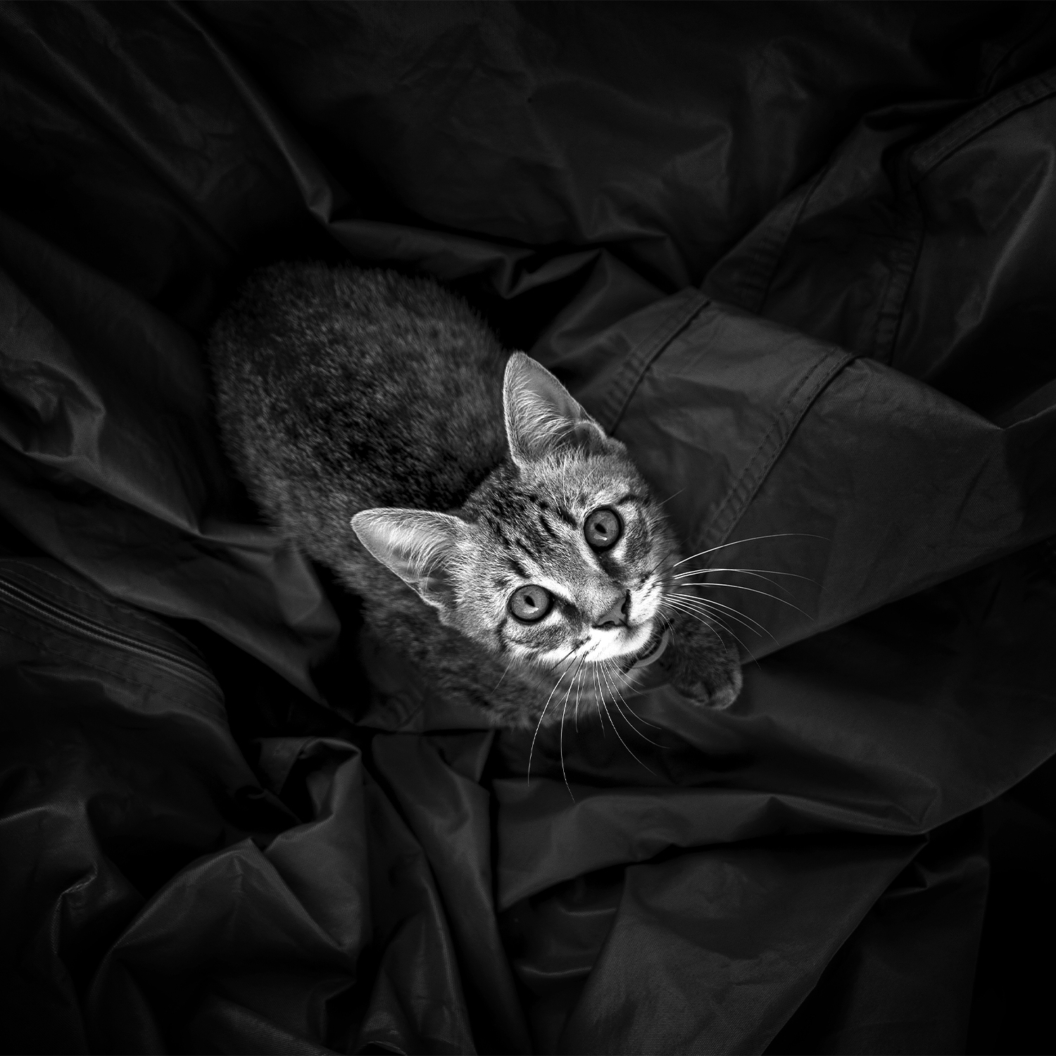 Portrait animaux par Aurélie Rivière, photographe professionnelle à l'Ile de la Réunion