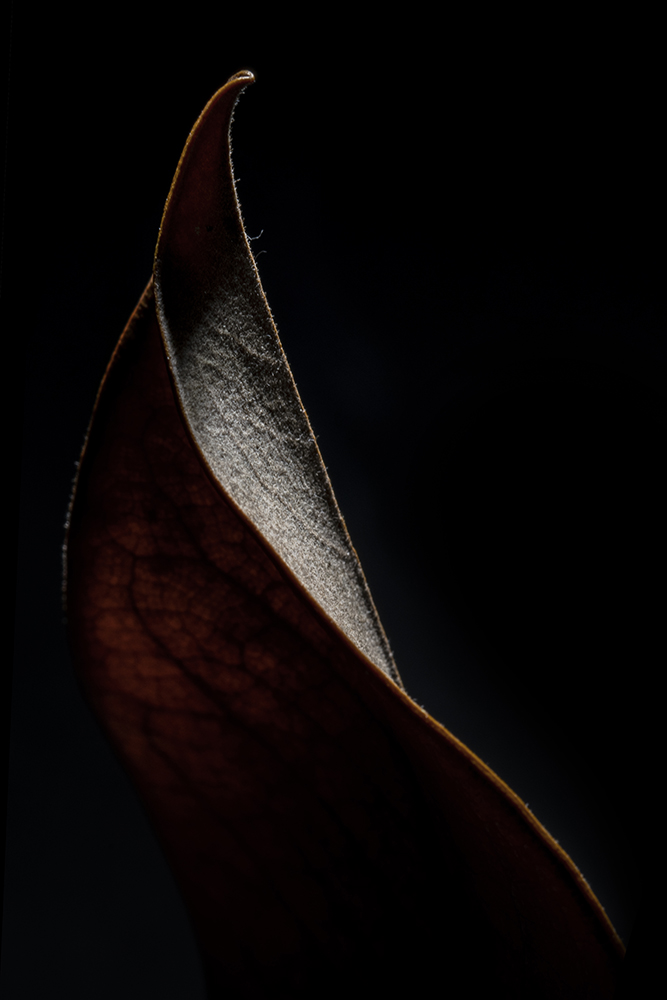 Aurélie Rivière, photographe professionnelle à l'Ile de la Réunion