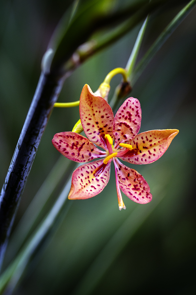 Aurélie Rivière, photographe professionnelle à l'Ile de la Réunion