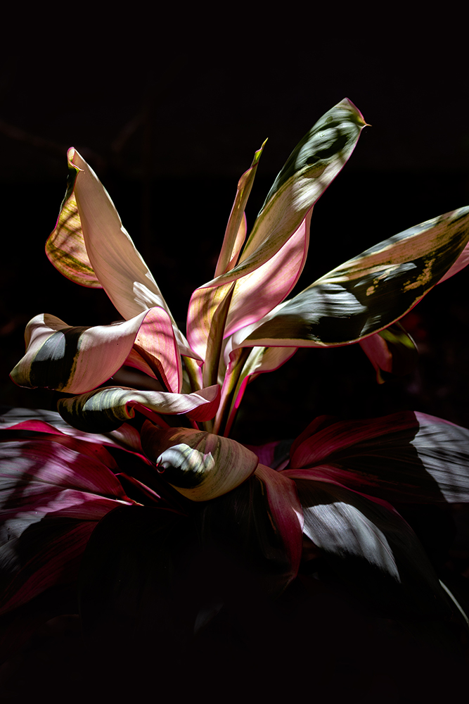 Aurélie Rivière, photographe professionnelle à l'Ile de la Réunion