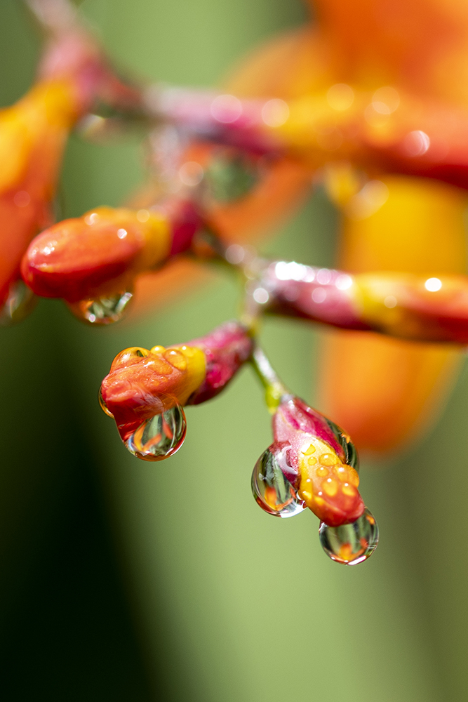 Aurélie Rivière, photographe professionnelle à l'Ile de la Réunion