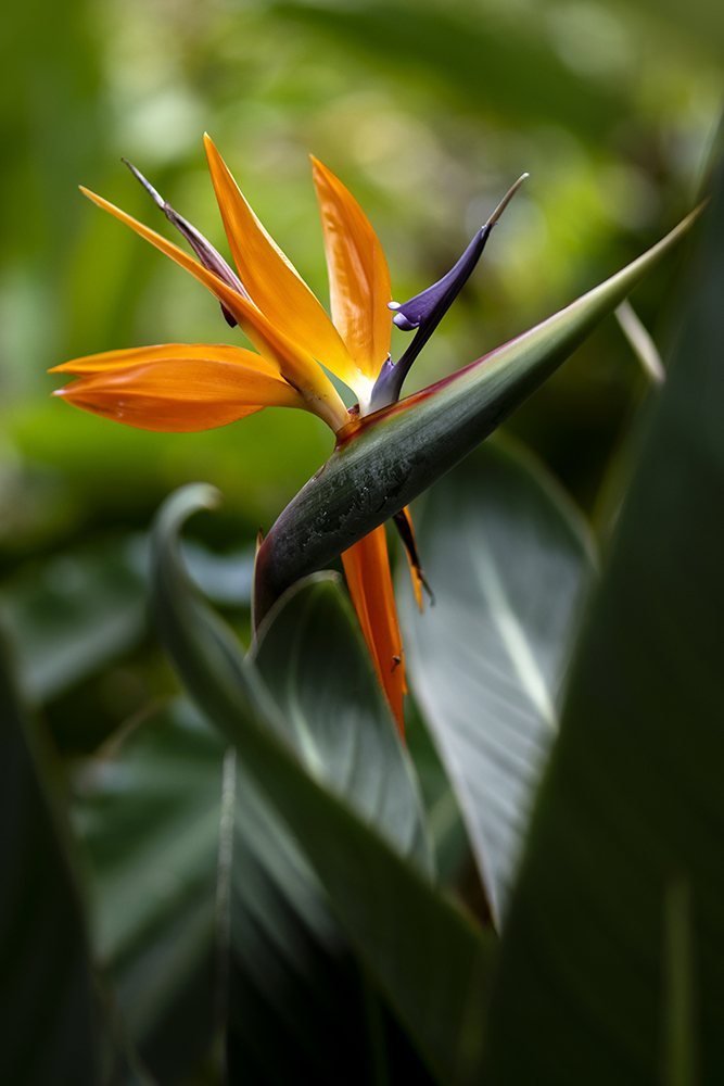 Aurélie Rivière, photographe professionnelle à l'Ile de la Réunion