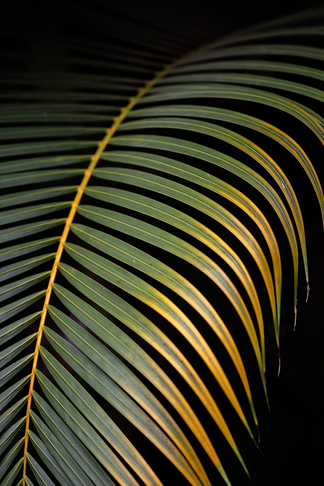 Aurélie Rivière, photographe professionnelle à l'Ile de la Réunion
