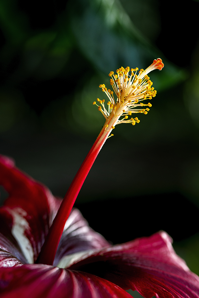 Aurélie Rivière, photographe professionnelle à l'Ile de la Réunion