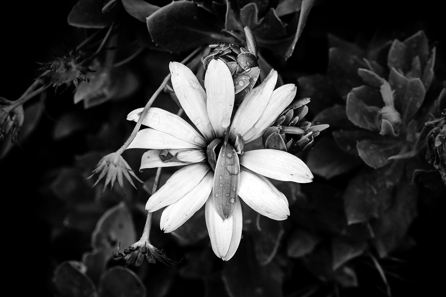 Aurélie Rivière, photographe professionnelle à l'Ile de la Réunion