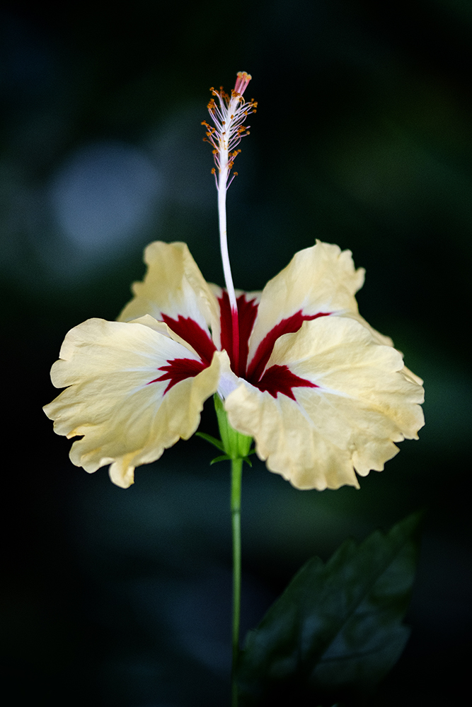 Aurélie Rivière, photographe professionnelle à l'Ile de la Réunion
