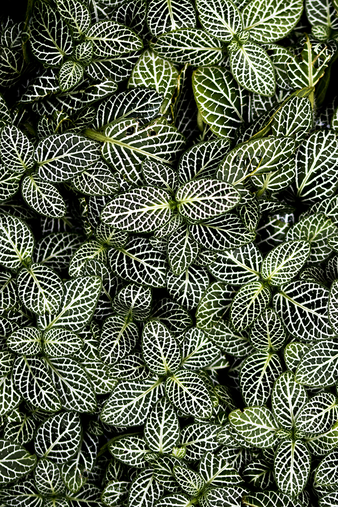 Aurélie Rivière, photographe professionnelle à l'Ile de la Réunion