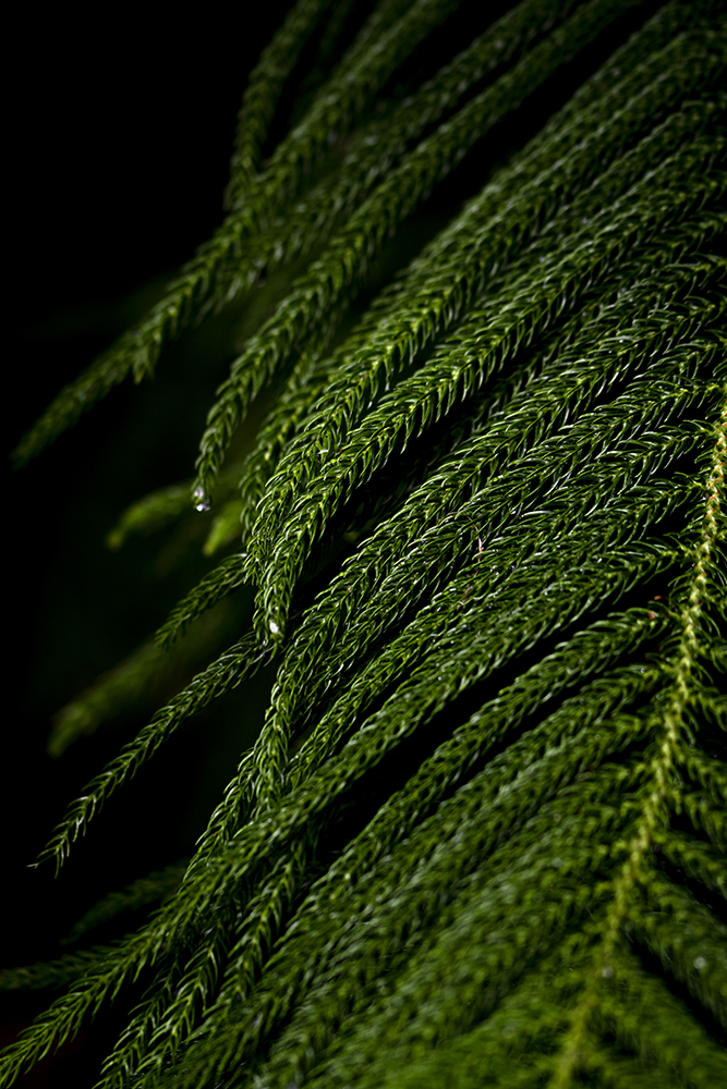Aurélie Rivière, photographe professionnelle à l'Ile de la Réunion
