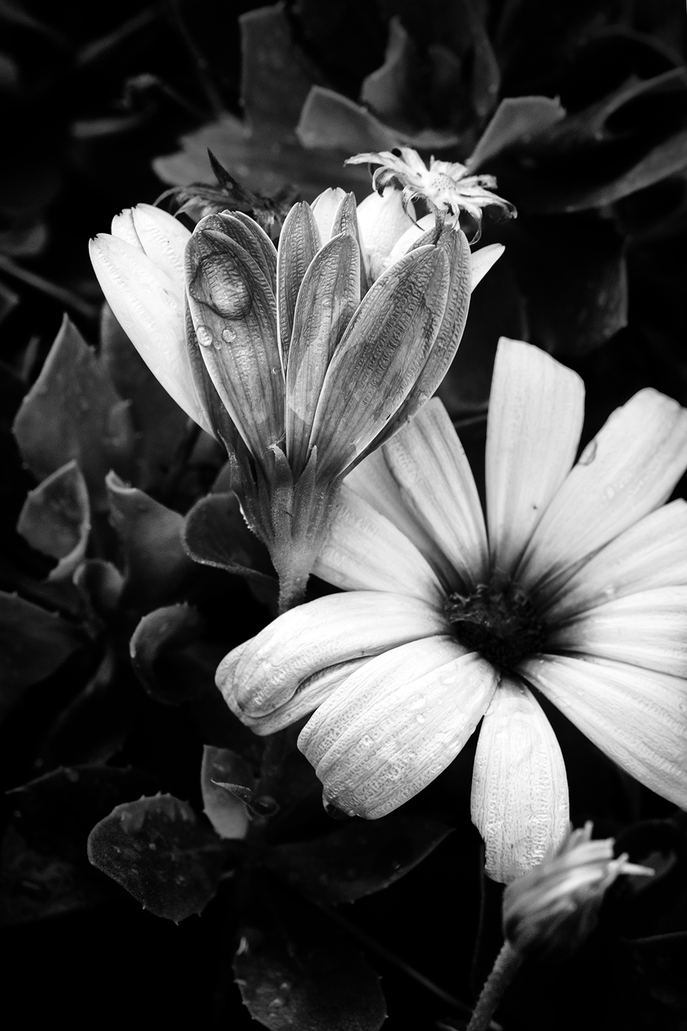 Aurélie Rivière, photographe professionnelle à l'Ile de la Réunion