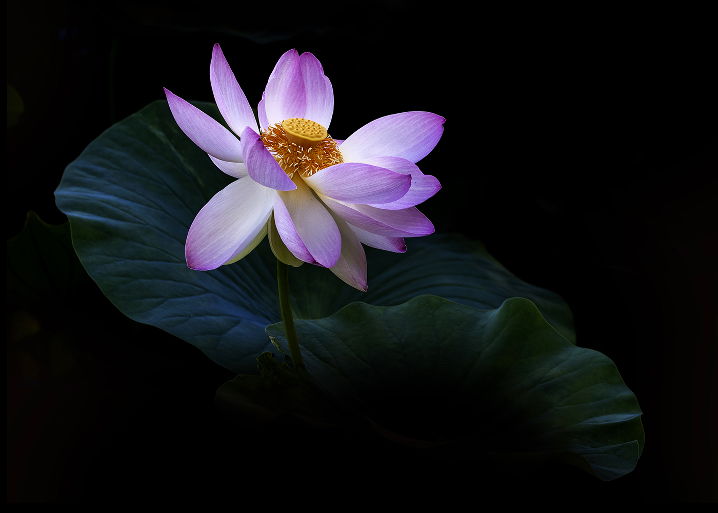 Aurélie Rivière, photographe professionnelle à l'Ile de la Réunion