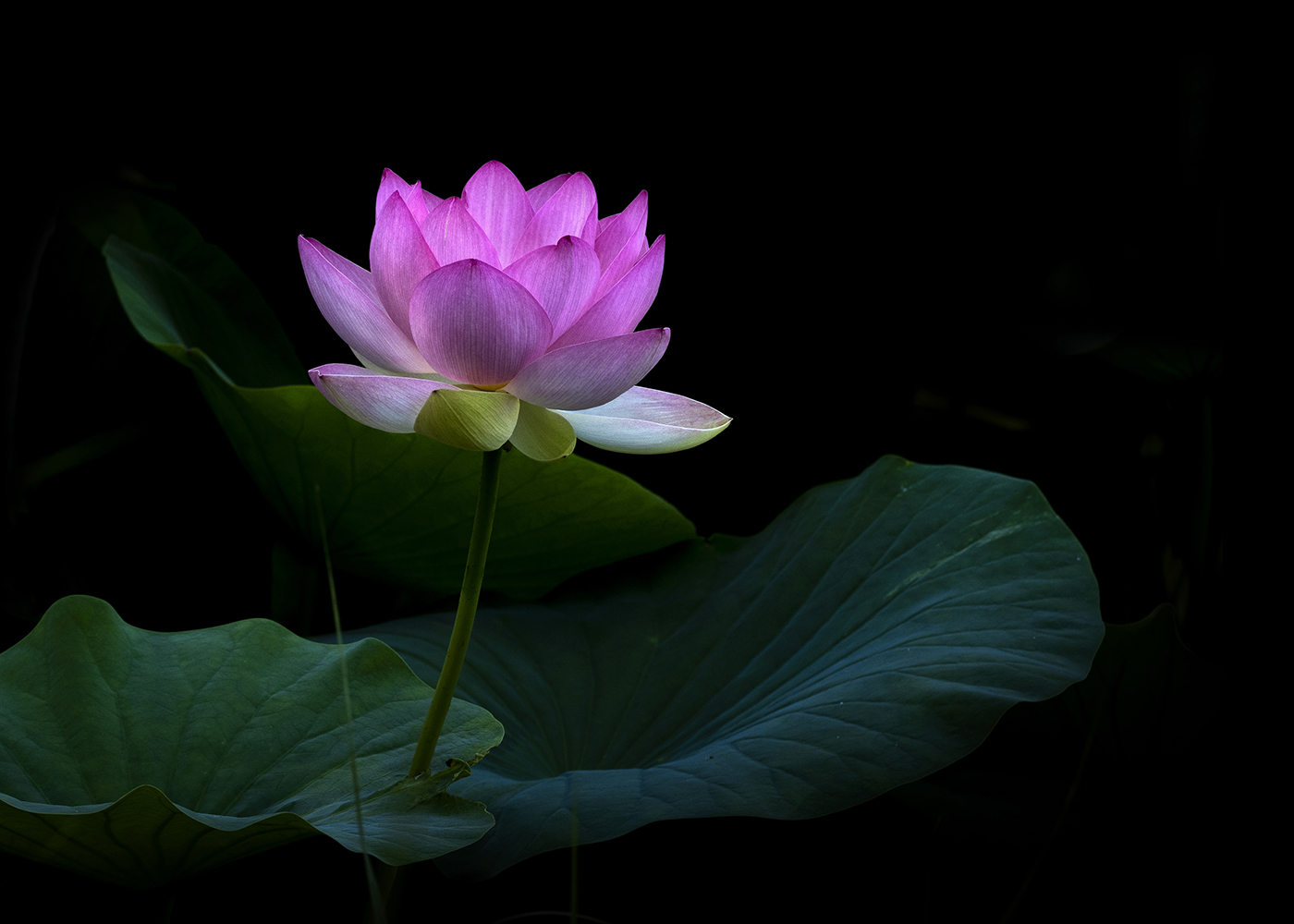 Aurélie Rivière, photographe professionnelle à l'Ile de la Réunion