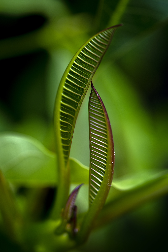 Aurélie Rivière, photographe professionnelle à l'Ile de la Réunion