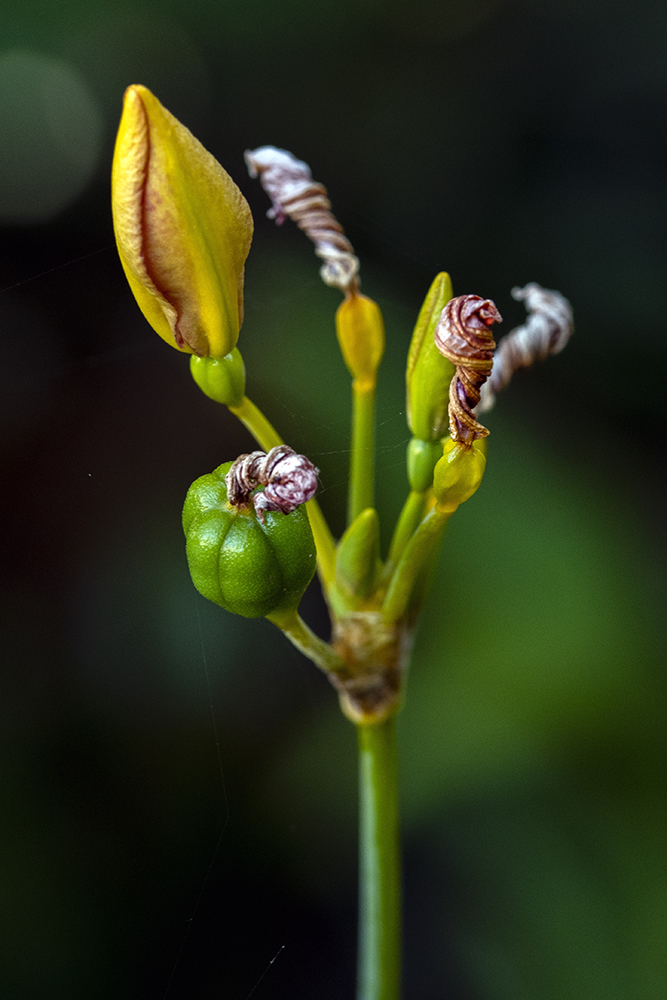 Aurélie Rivière, photographe professionnelle à l'Ile de la Réunion