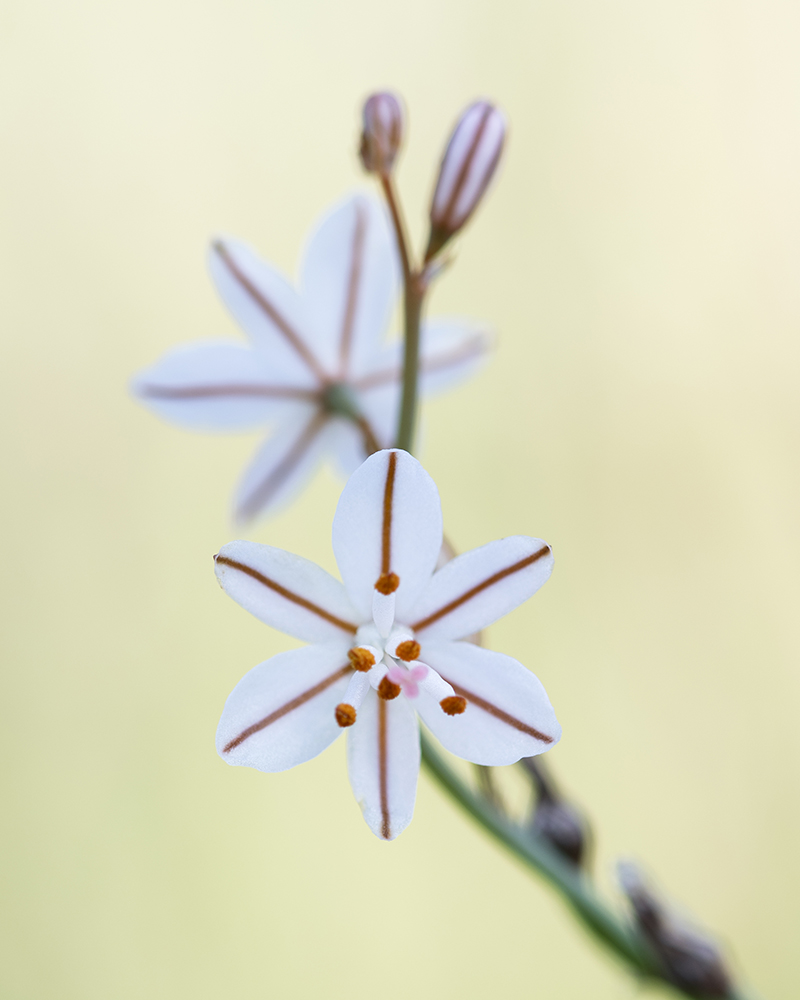 Aurélie Rivière, photographe professionnelle à l'Ile de la Réunion