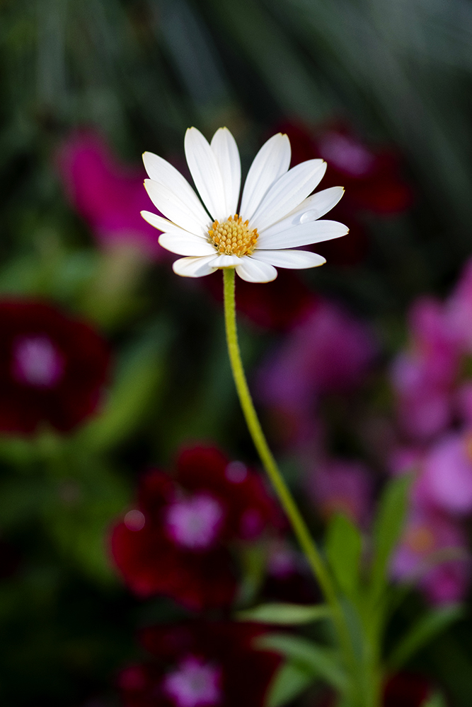 Aurélie Rivière, photographe professionnelle à l'Ile de la Réunion