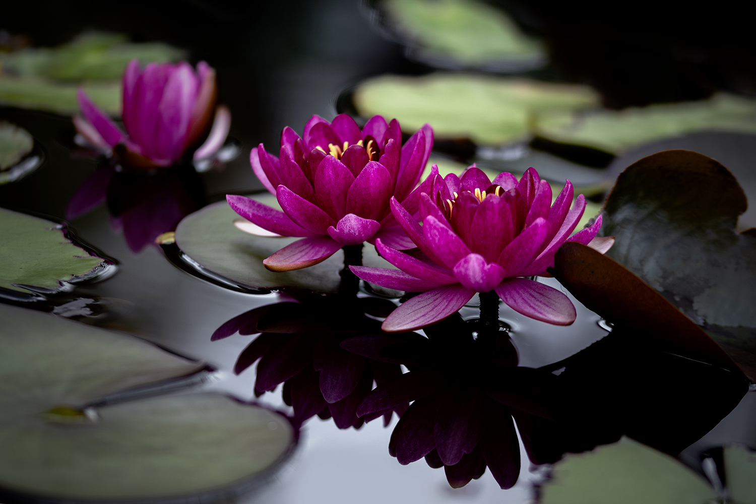 Aurélie Rivière, photographe professionnelle à l'Ile de la Réunion