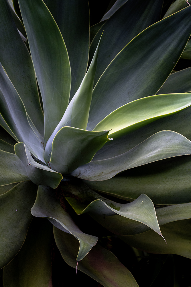 Aurélie Rivière, photographe professionnelle à l'Ile de la Réunion