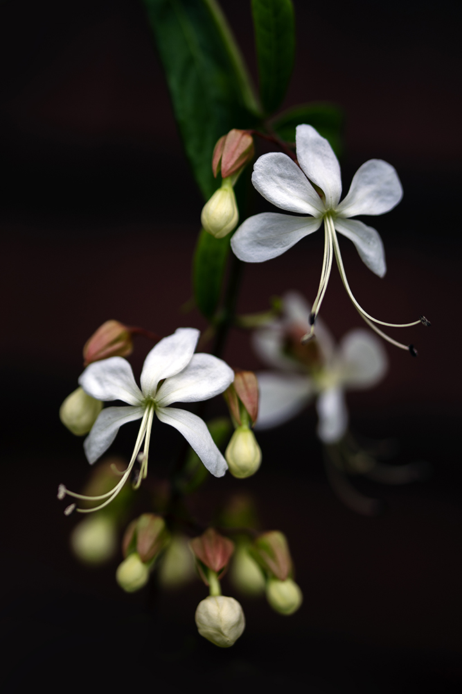 Aurélie Rivière, photographe professionnelle à l'Ile de la Réunion