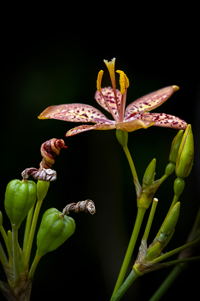 Aurélie Rivière, photographe professionnelle à l'Ile de la Réunion