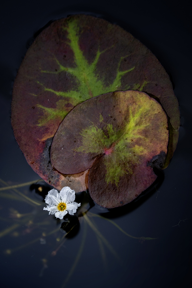 Aurélie Rivière, photographe professionnelle à l'Ile de la Réunion