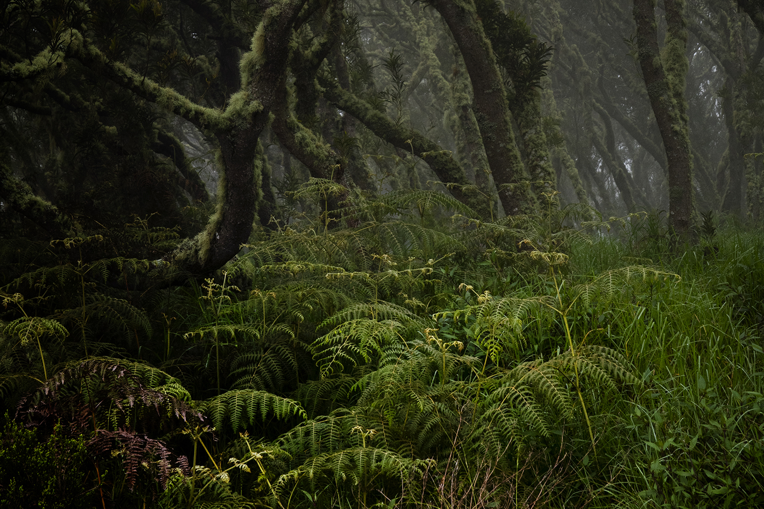 Aurélie Rivière, photographe professionnelle à l'Ile de la Réunion