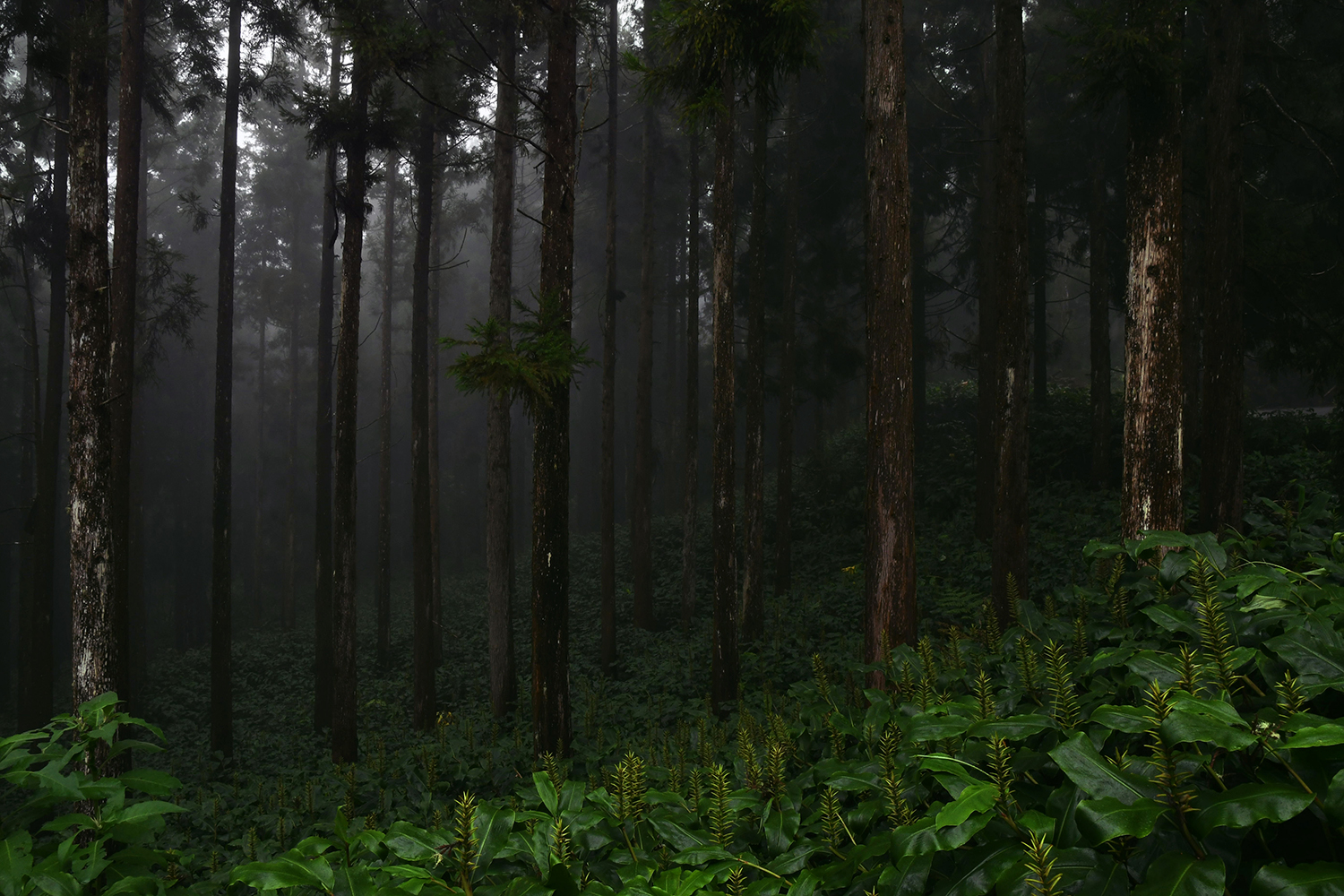 Aurélie Rivière, photographe professionnelle à l'Ile de la Réunion