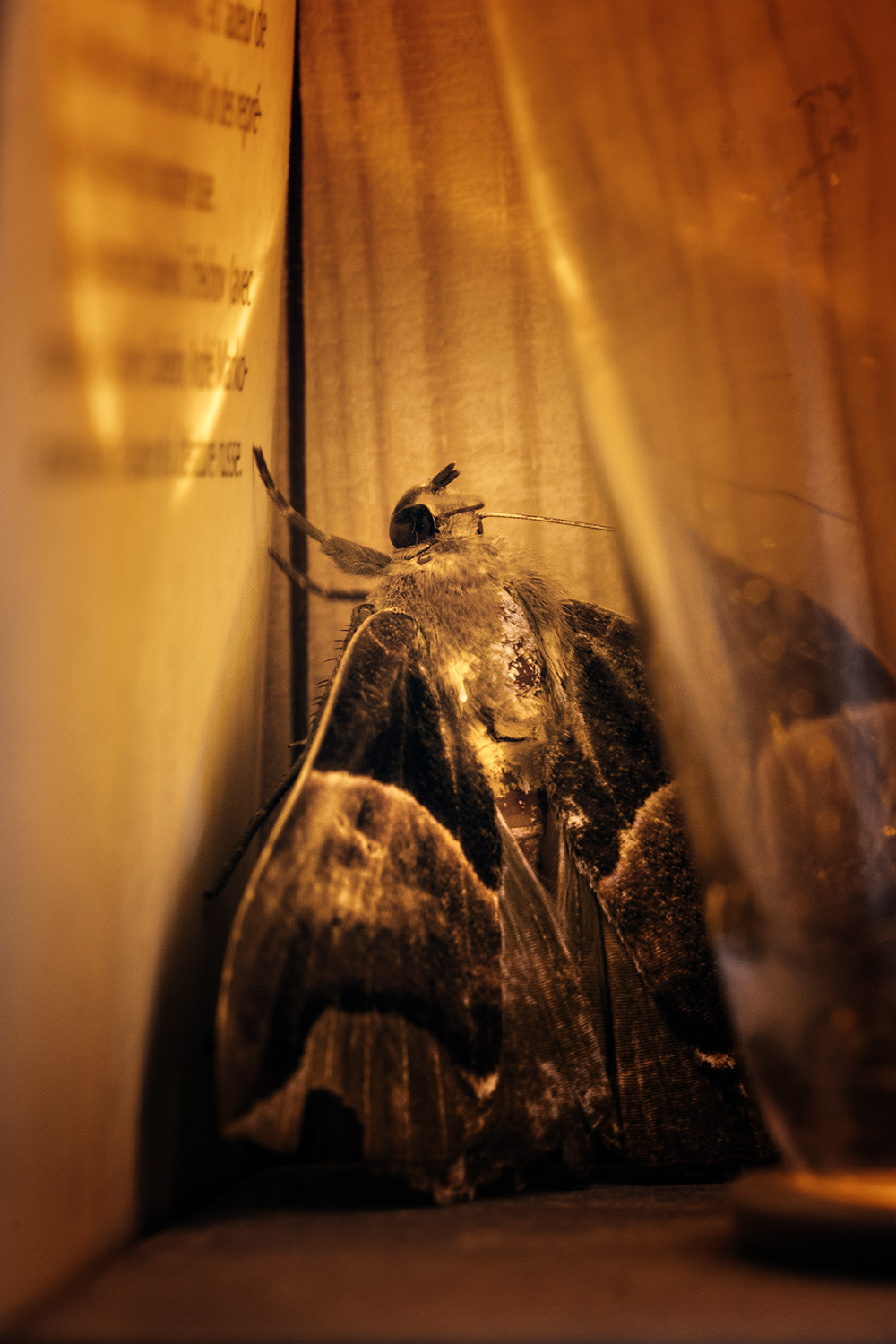 Aurélie Rivière, photographe professionnelle à l'Ile de la Réunion