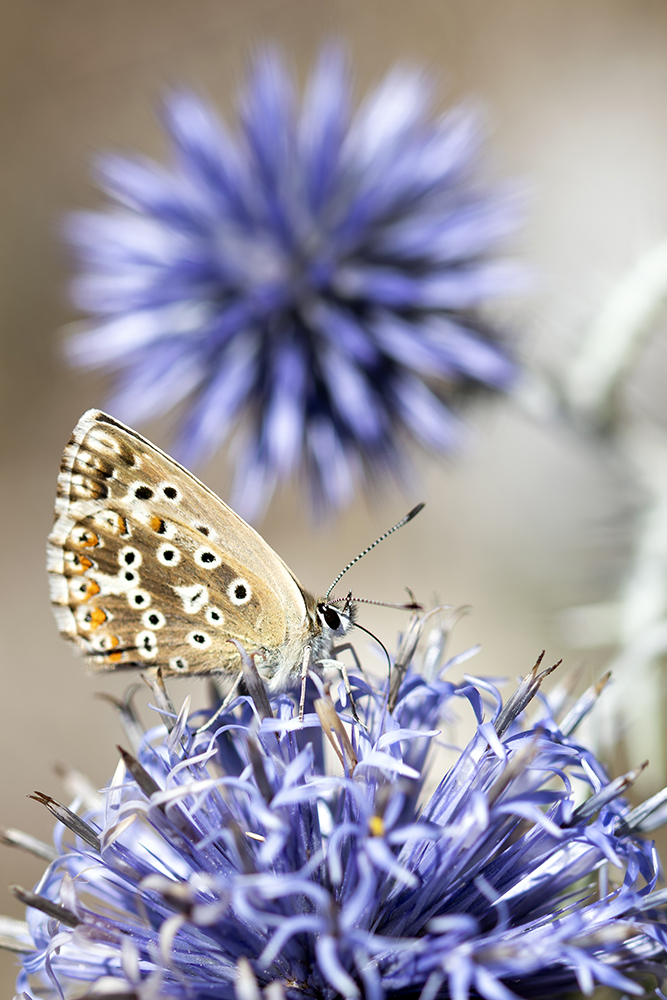Photographie par Aurélie Rivière, photographe professionnelle à l'Ile de la Réunion
