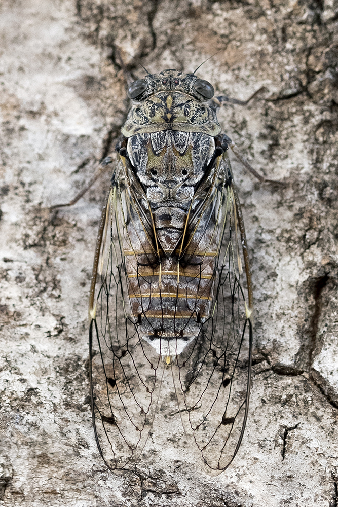 Photographie par Aurélie Rivière, photographe professionnelle à l'Ile de la Réunion