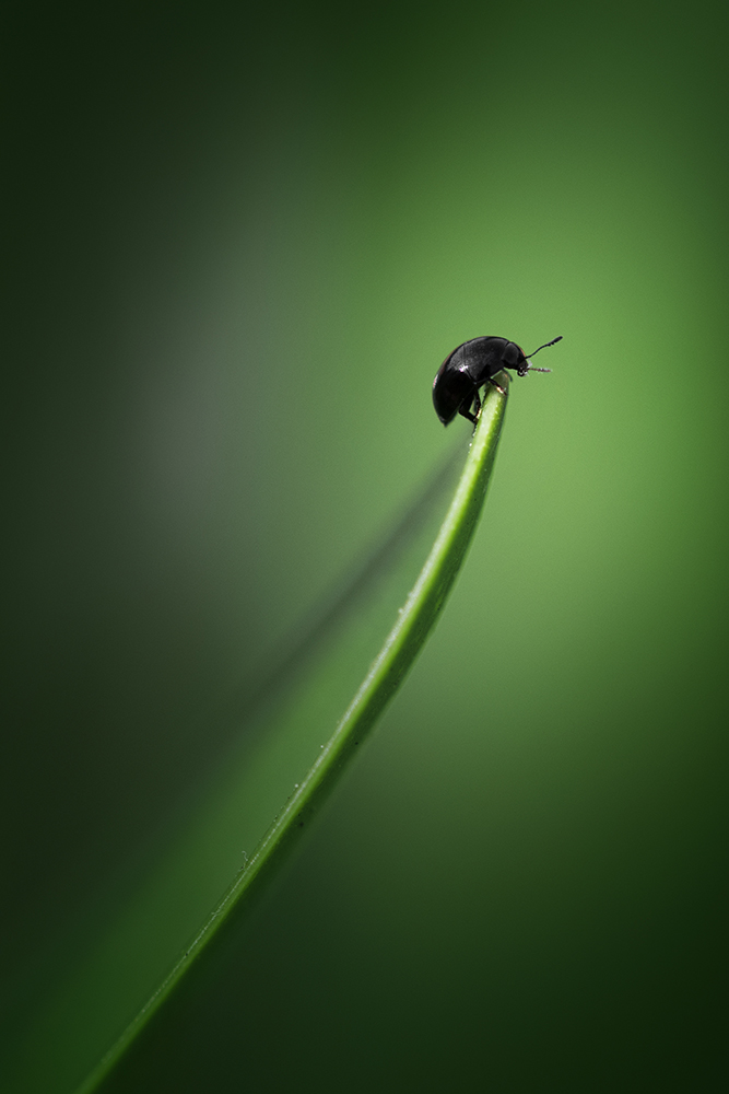 Photographie par Aurélie Rivière, photographe professionnelle à l'Ile de la Réunion