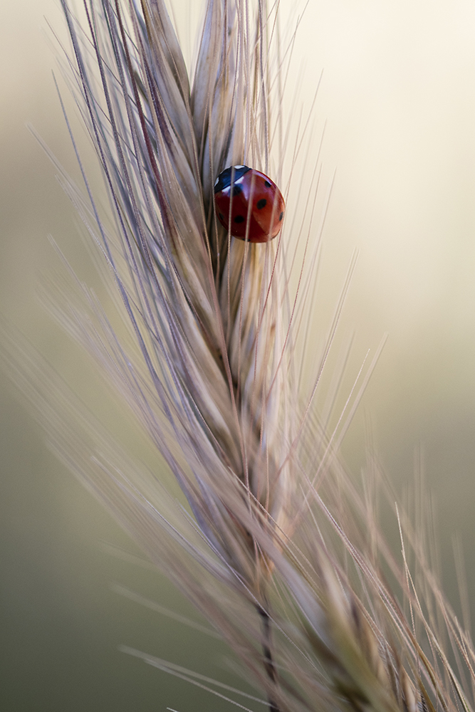 Photographie par Aurélie Rivière, photographe professionnelle à l'Ile de la Réunion