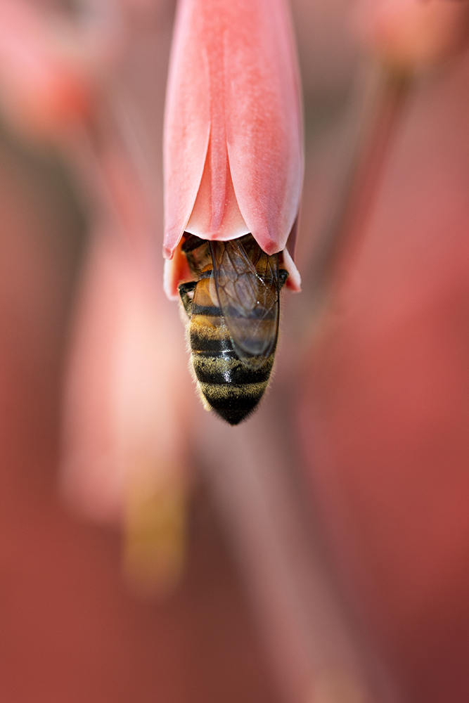 Photographie par Aurélie Rivière, photographe professionnelle à l'Ile de la Réunion